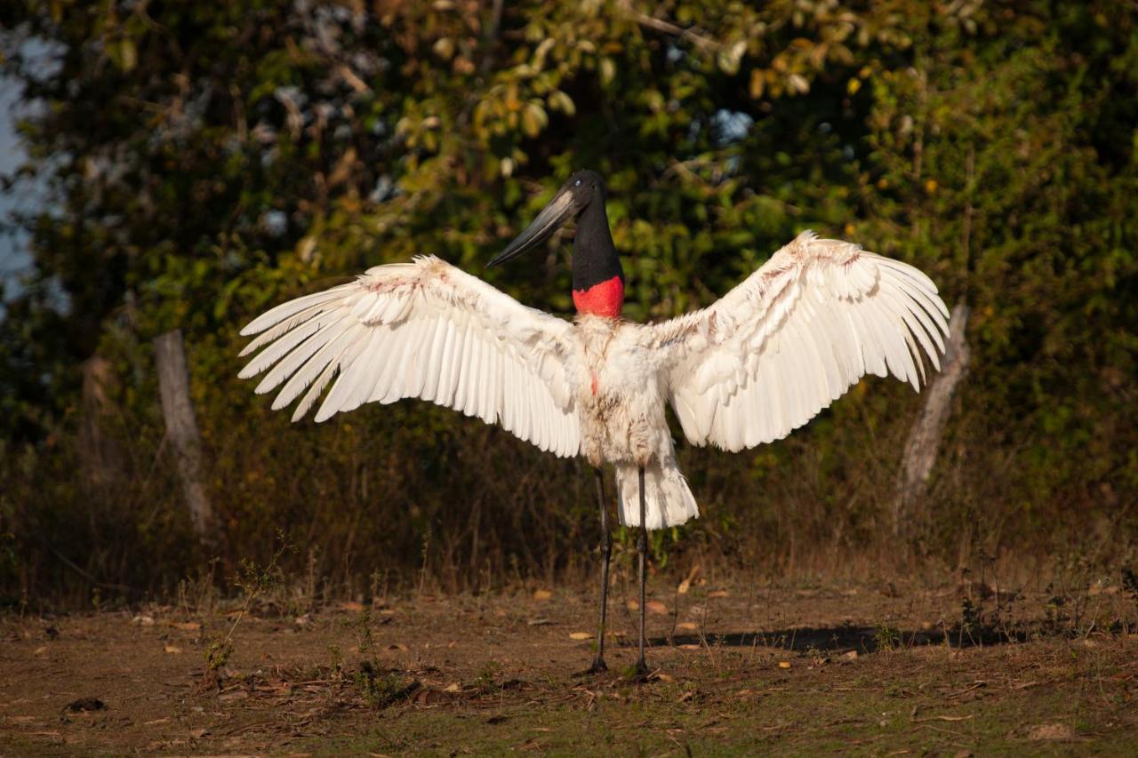 Pousada Rio Claro Poconé Dış mekan fotoğraf